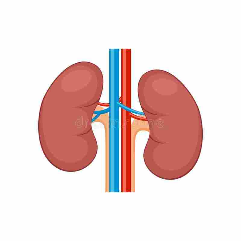 Nephrology Department Image